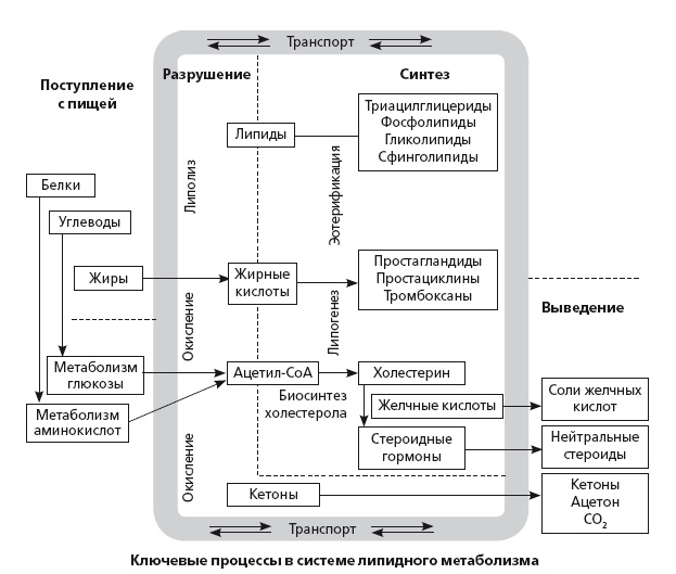 Неалкогольная жировая болезнь печени