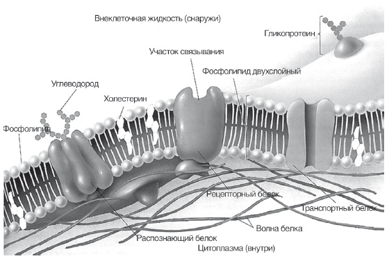 Неалкогольная жировая болезнь печени