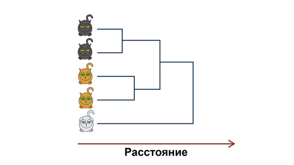 Статистика и котики