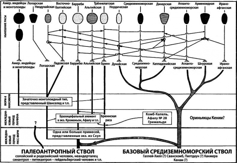 Расы Европы