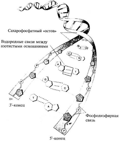 Пять нерешенных проблем науки