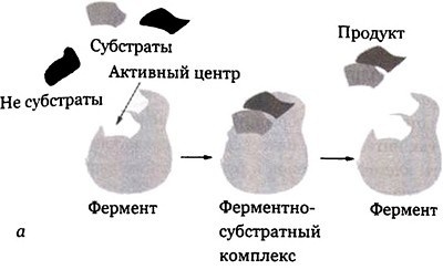 Эволюция Вселенной и происхождение жизни