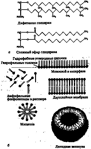 Эволюция Вселенной и происхождение жизни