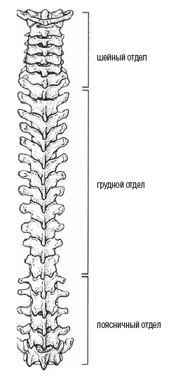 Настольная книга для тех, у кого болит спина