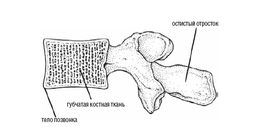 Настольная книга для тех, у кого болит спина