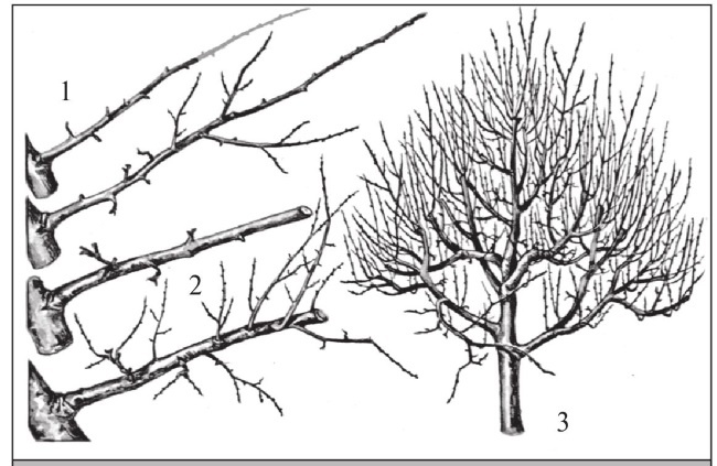 Формирование и обрезка садовых деревьев
