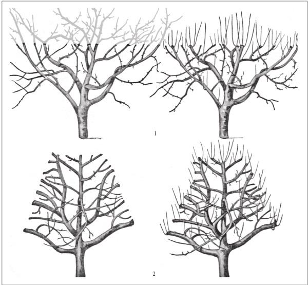 Формирование и обрезка садовых деревьев