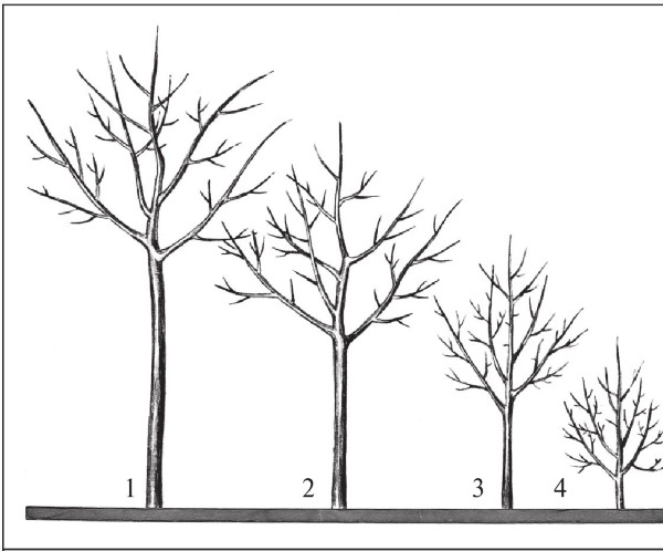 Формирование и обрезка садовых деревьев