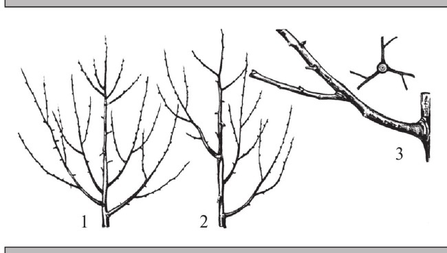 Формирование и обрезка садовых деревьев