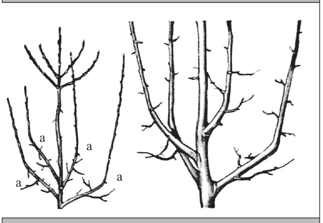 Формирование и обрезка садовых деревьев