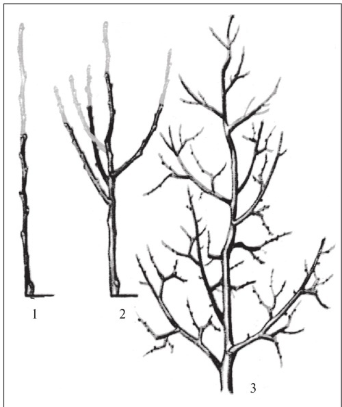 Формирование и обрезка садовых деревьев