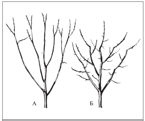 Формирование и обрезка садовых деревьев