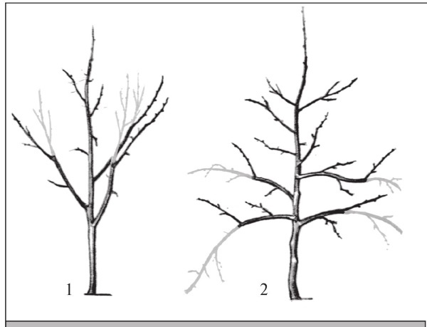 Формирование и обрезка садовых деревьев