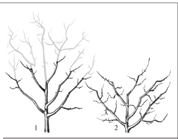 Формирование и обрезка садовых деревьев