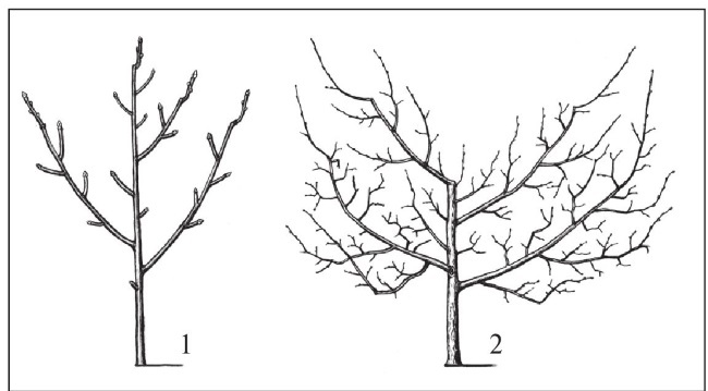 Формирование и обрезка садовых деревьев