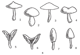 Полная энциклопедия грибов