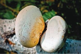 Малоизвестные съедобные грибы