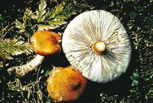 Малоизвестные съедобные грибы
