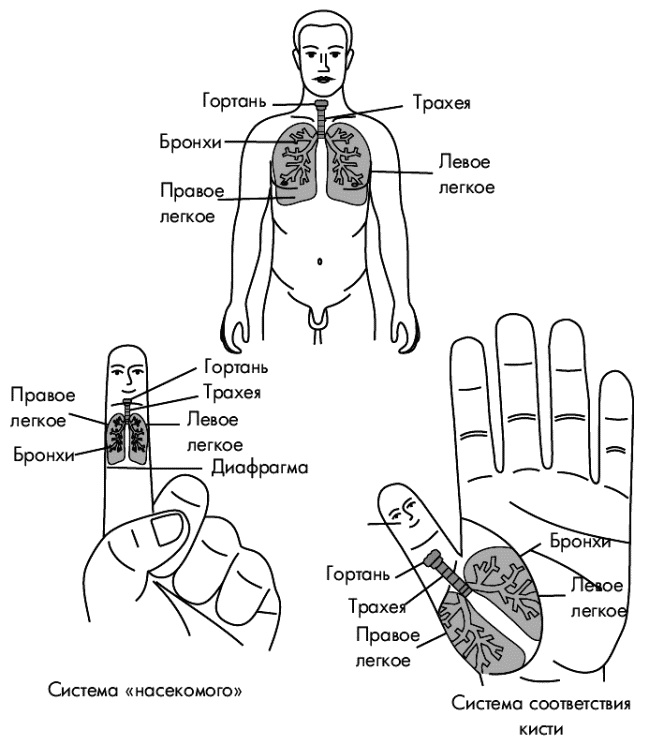 Су-Джок лечит. Мигрень, кашель, боль в спине, тяжесть в желудке