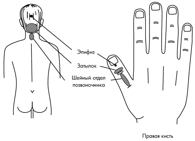 Су-Джок лечит. Мигрень, кашель, боль в спине, тяжесть в желудке