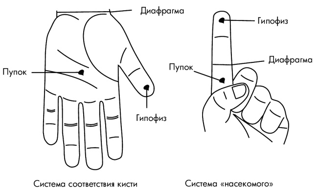 Су-Джок лечит. Мигрень, кашель, боль в спине, тяжесть в желудке