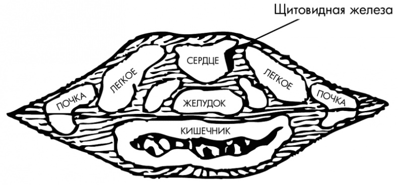 Су-Джок лечит. Мигрень, кашель, боль в спине, тяжесть в желудке