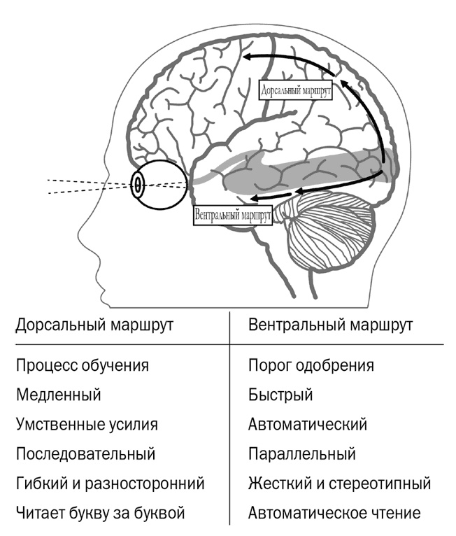 Тайная жизнь мозга. Как наш мозг думает, чувствует и принимает решения