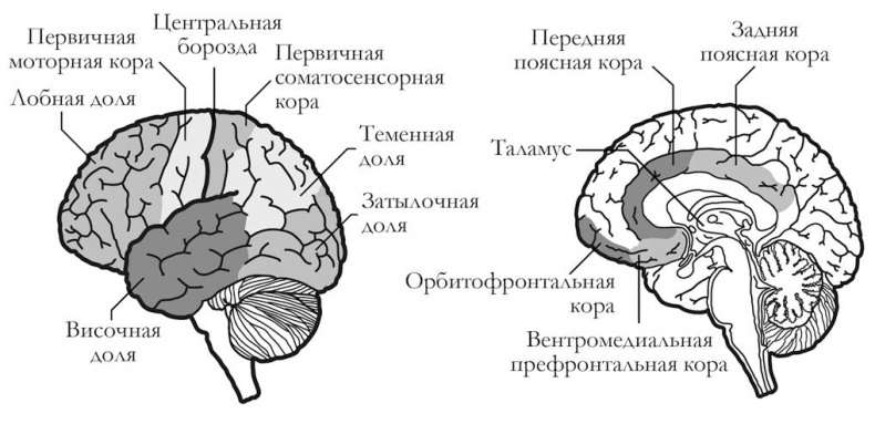 Тайная жизнь мозга. Как наш мозг думает, чувствует и принимает решения