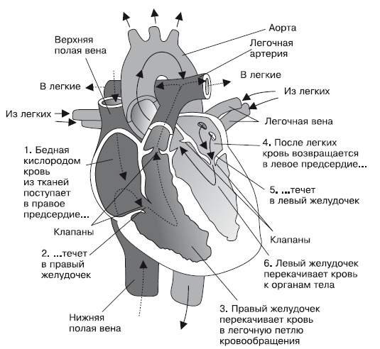 Что показывает кардиограмма