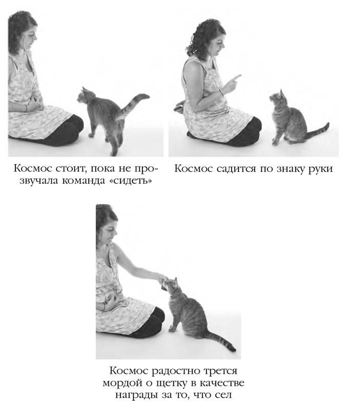 Как воспитать вашу кошку