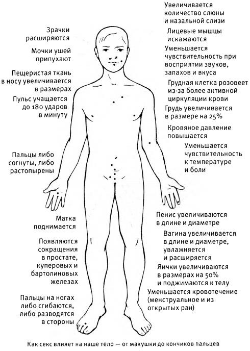 Любовь и секс. Как мы ими занимаемся. Прямой репортаж из научных лабораторий, изучающих человеческую сексуальность