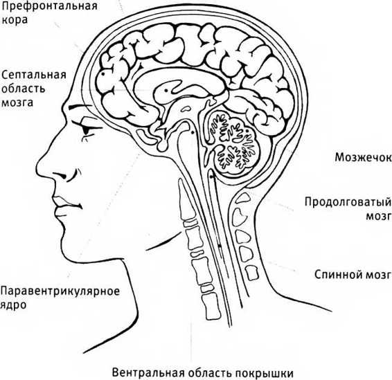 Любовь и секс. Как мы ими занимаемся. Прямой репортаж из научных лабораторий, изучающих человеческую сексуальность