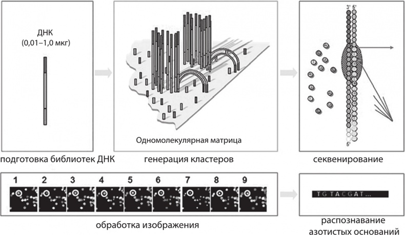 ДНК. История генетической революции