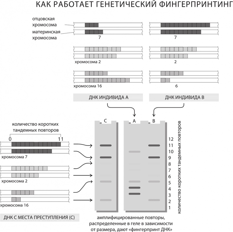 ДНК. История генетической революции