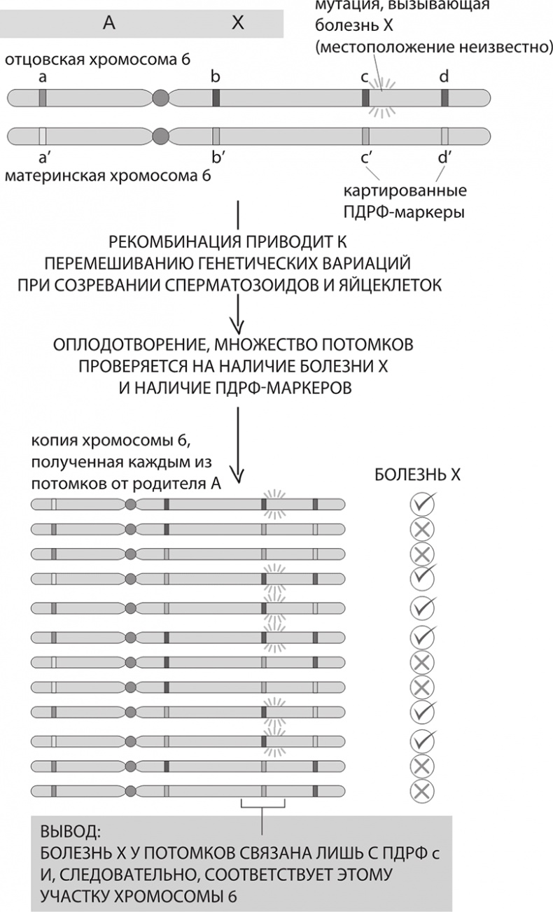 ДНК. История генетической революции