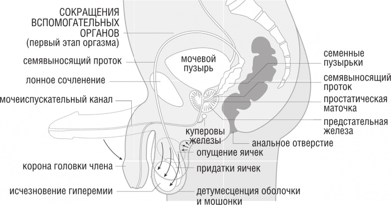 ОН. Интимный разговор про тот самый орган