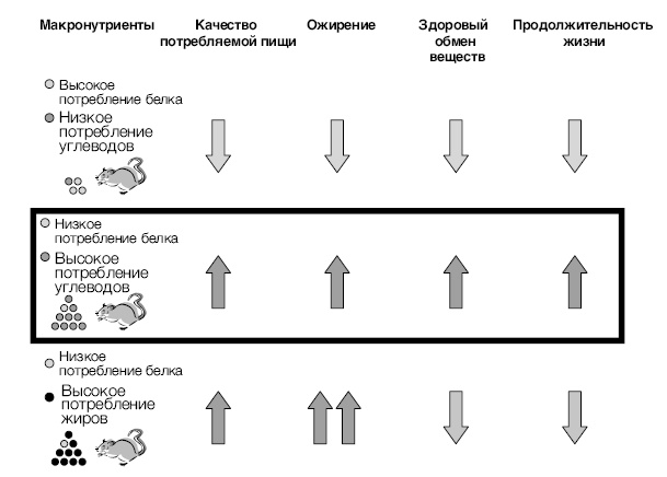 Лонгевита. Революционная диета долголетия