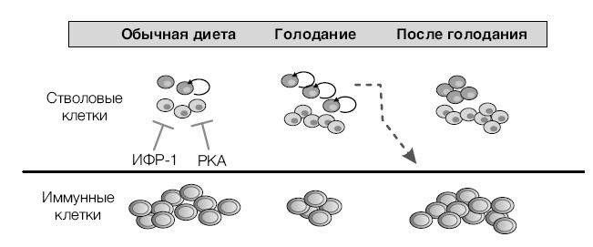 Лонгевита. Революционная диета долголетия