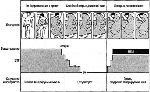 Когнитивная психология