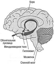 Когнитивная психология