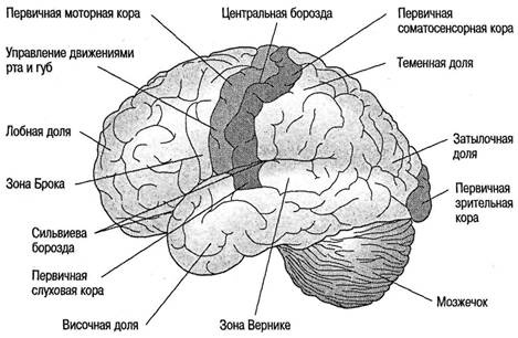 Когнитивная психология