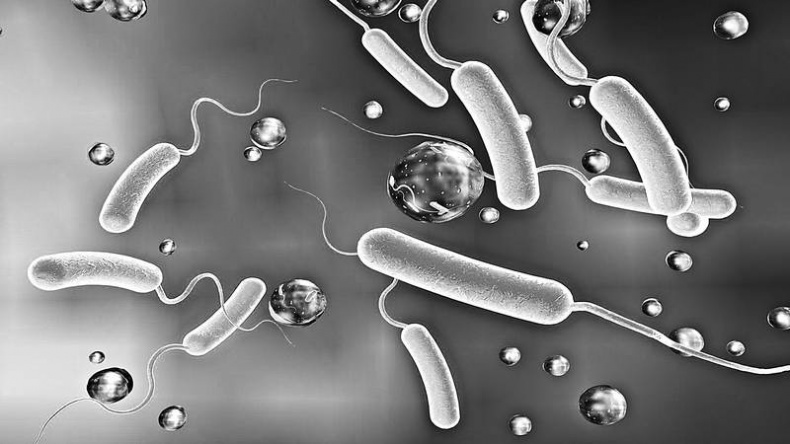 Мифы о микробах и вирусах. Как живет наш внутренний мир