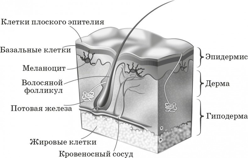 Как обмануть возраст