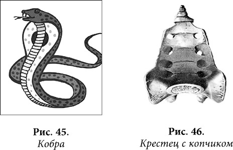 Квантовая биомеханика тела. Методика оздоровления опорно-двигательного аппарата человека. Часть 1