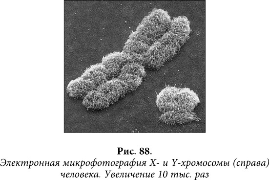 Квантовая биомеханика тела. Методика оздоровления опорно-двигательного аппарата человека. Часть 1