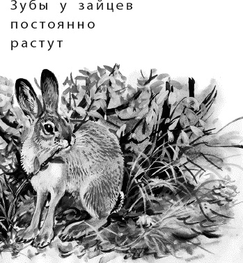 Лесная сказка. С вопросами и ответами для почемучек