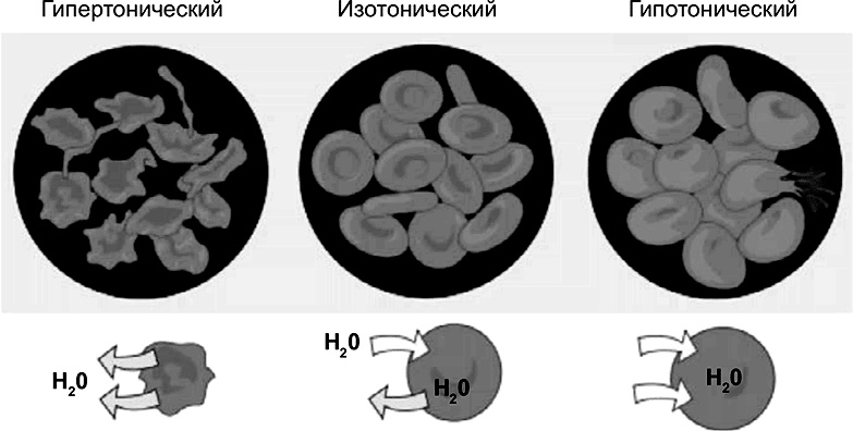 FreshLife28. Как начать новую жизнь в понедельник и не бросить во вторник