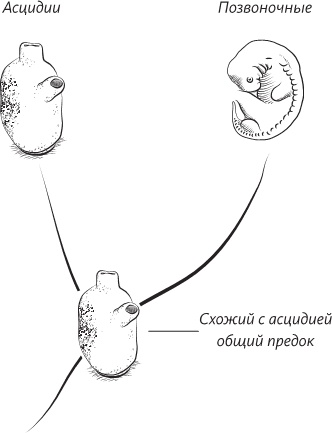 Невероятная случайность бытия. Эволюция и рождение человека