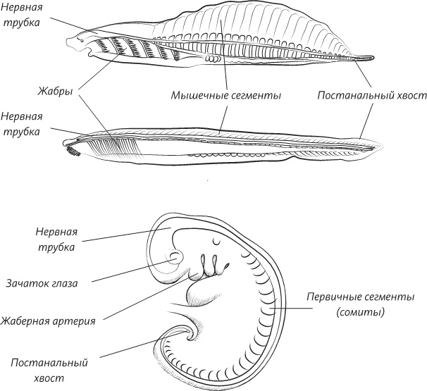 Невероятная случайность бытия. Эволюция и рождение человека