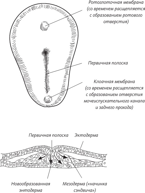 Невероятная случайность бытия. Эволюция и рождение человека